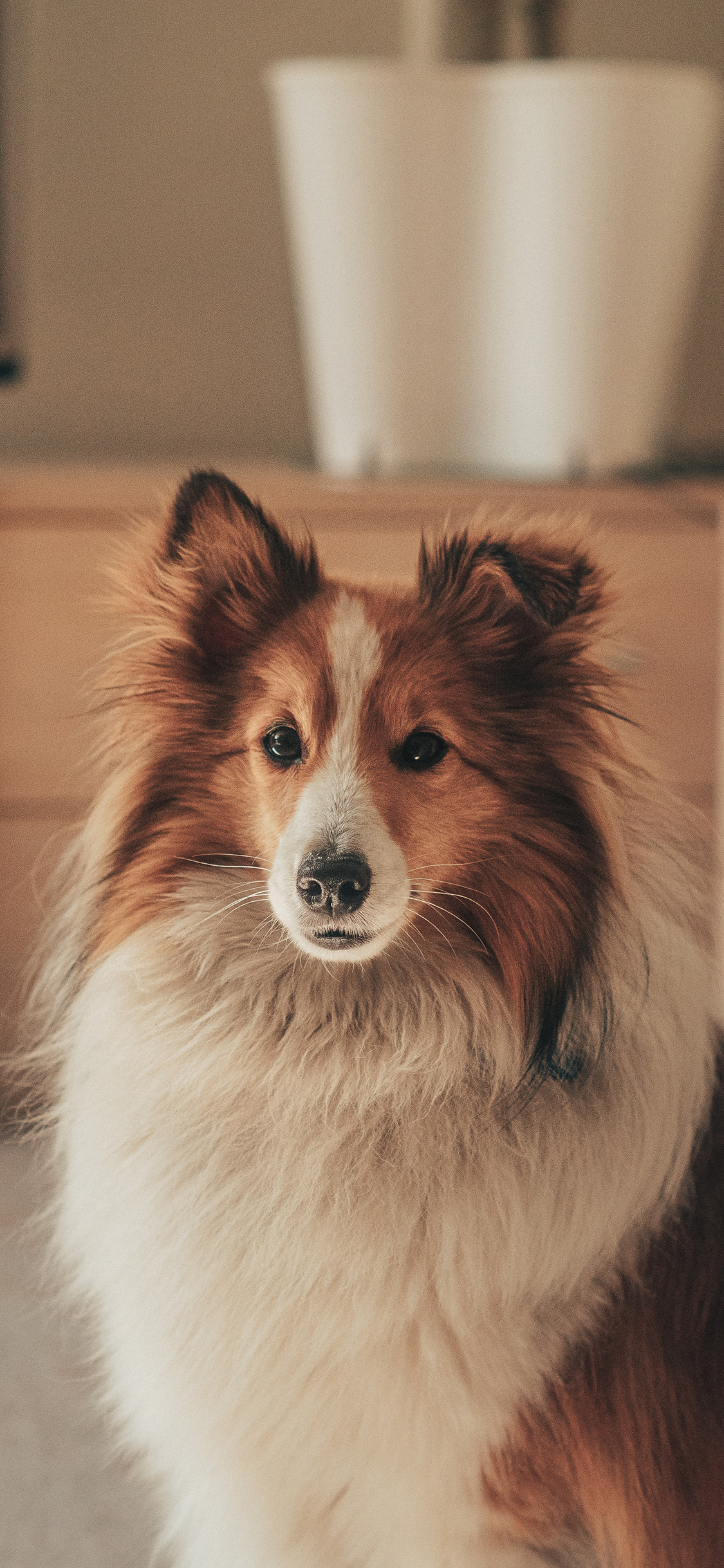 马 草原 驹 吃草 鬃毛 苹果手机高清壁纸 1125x