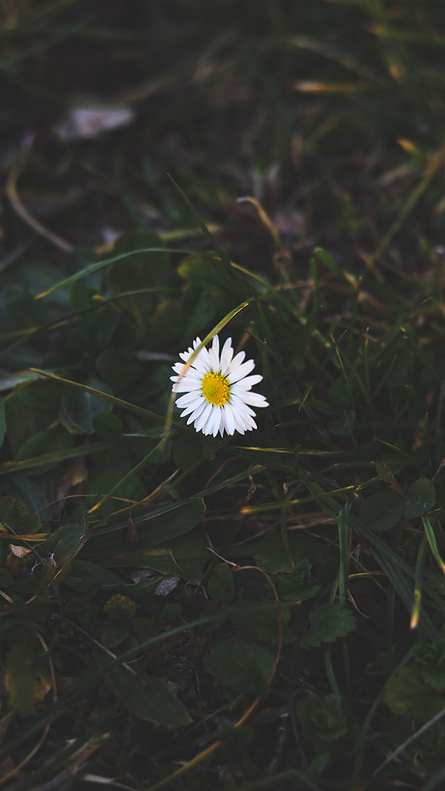 海龟 海洋 海底 珊瑚 苹果手机高清壁纸 640x11