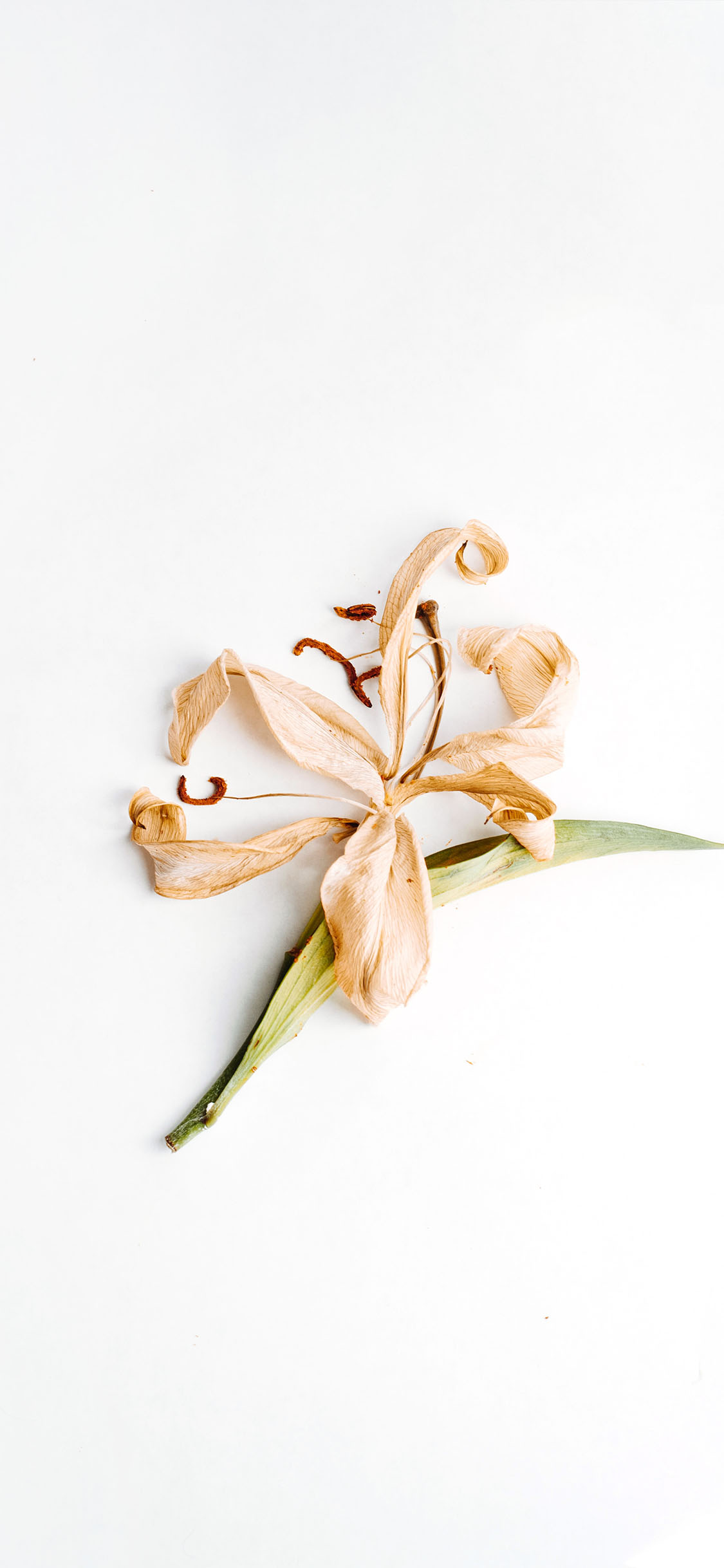 鲜花 花束 椅子 花草 苹果手机高清壁纸 1125x2